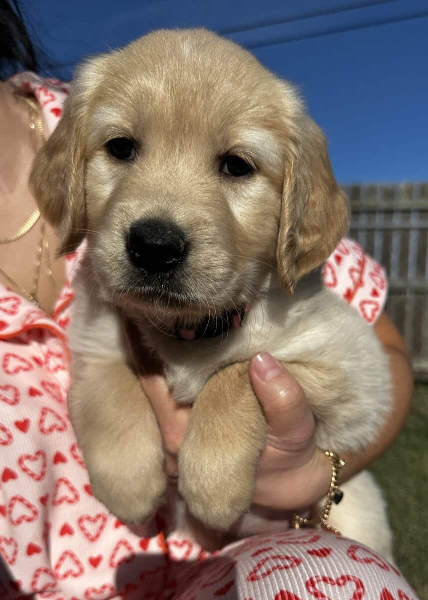 Golden Retriever Puppies image 3