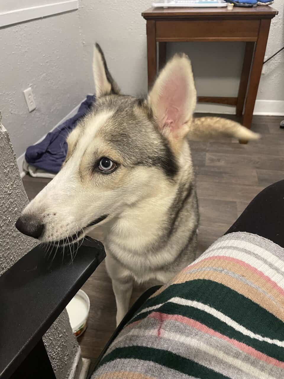 Selling Alaskan Malamute image 3