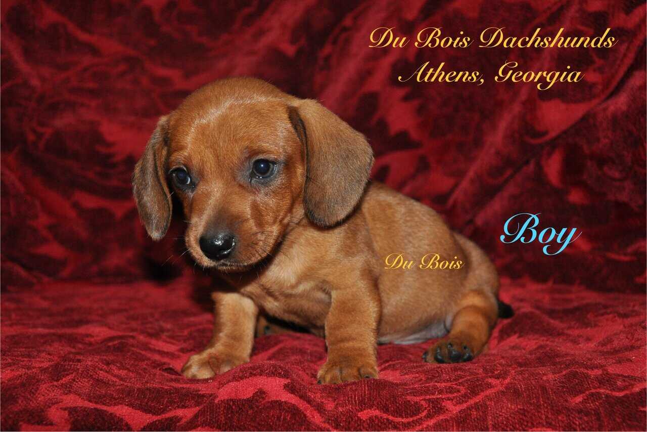 Miniature Dachshunds for sale image 5
