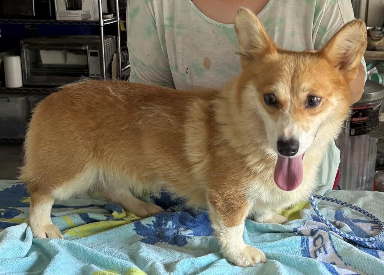 2 yr. Pembroke Welsh Corgi image 4