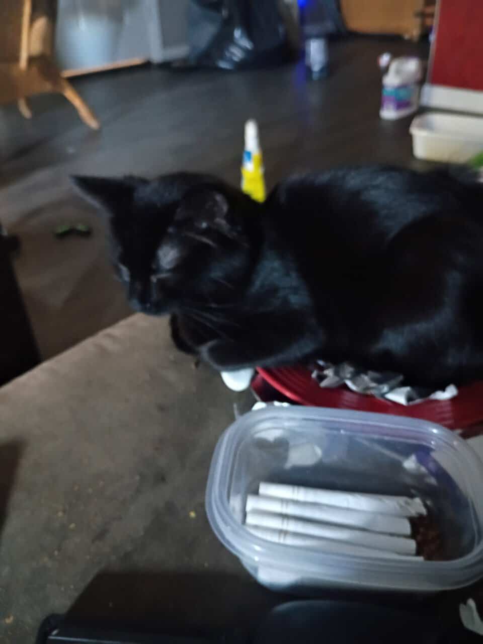 Black domestic short hair about 5 months old. image 1