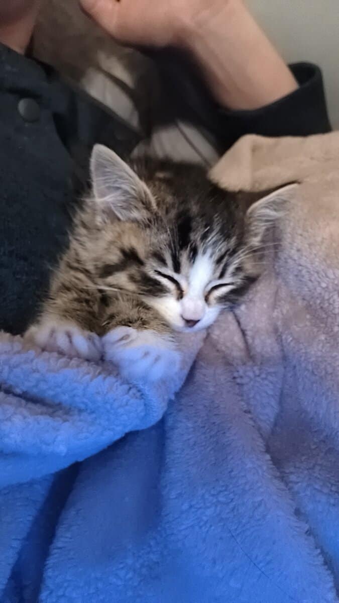 Rehoming 5-6 week old kitten image 3