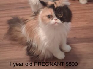 Adult Female Persian, Pregnant