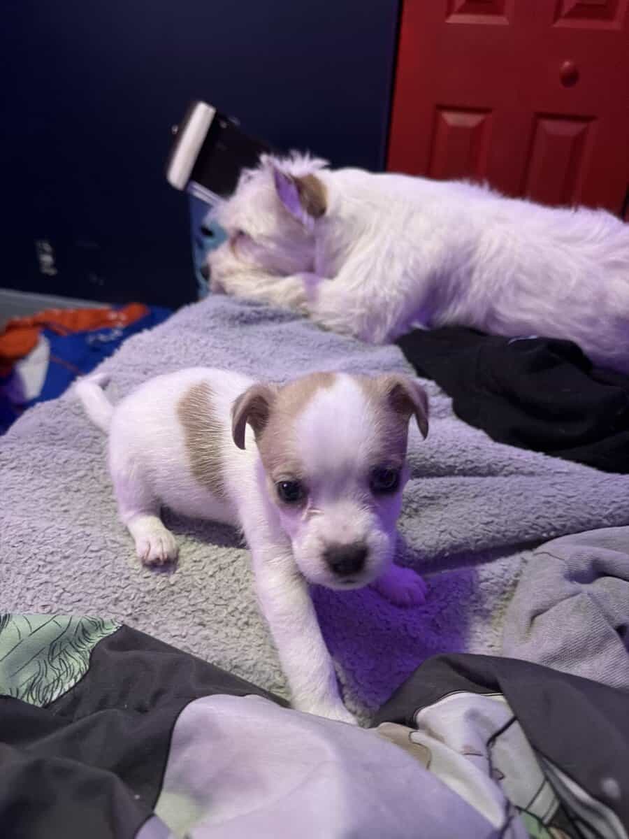 maltese French bulldog mix with something else image 2