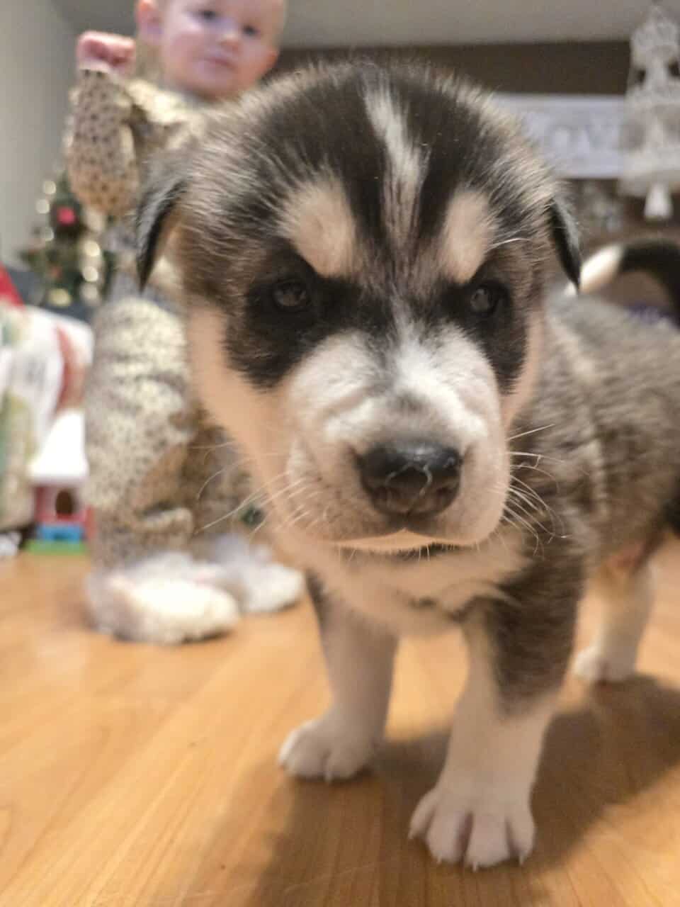Siberian husky image 4