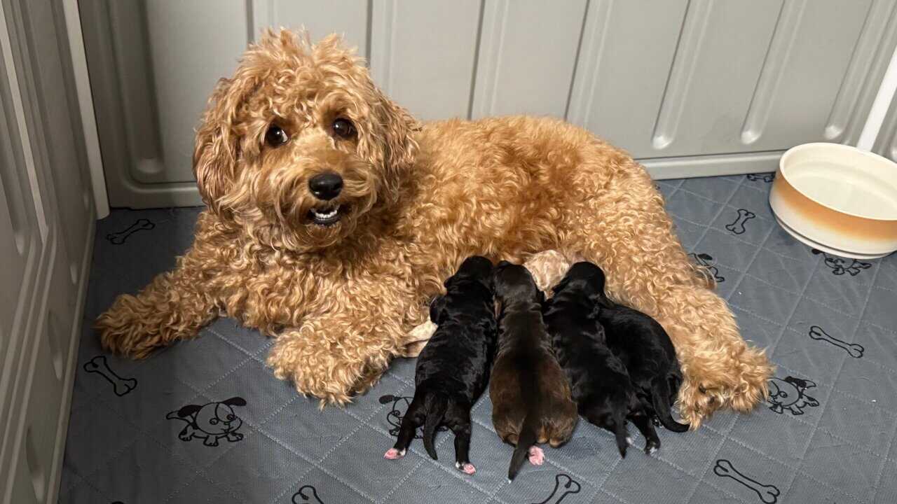 Mini Labradoodle Puppies — Ready Mid-December image 5