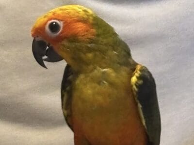 Dominant Red Sunconures
