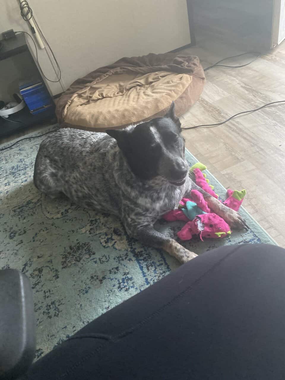 Rehoming Rescue image 1