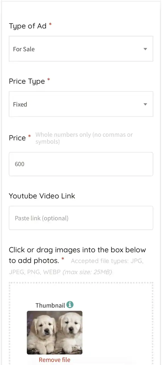 Friendly Labrador puppies for sale, adorable and healthy young dogs from trusted breeders on PetClassifieds.