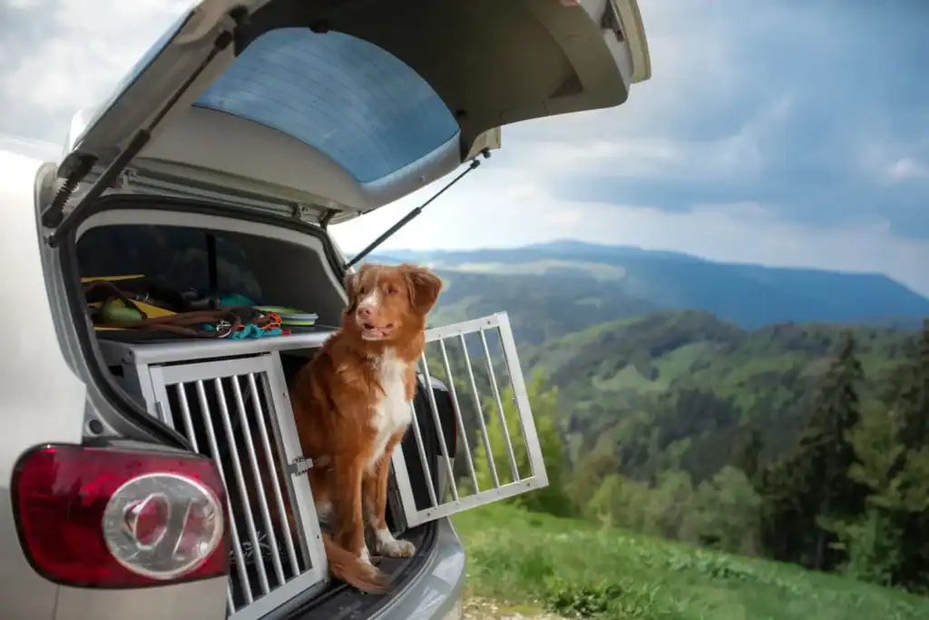 Dog sitting in a sturdy car crate in the open trunk of an SUV, parked with mountains in the background, showing safe travel gear for pets instead of cheap Black Friday toys.