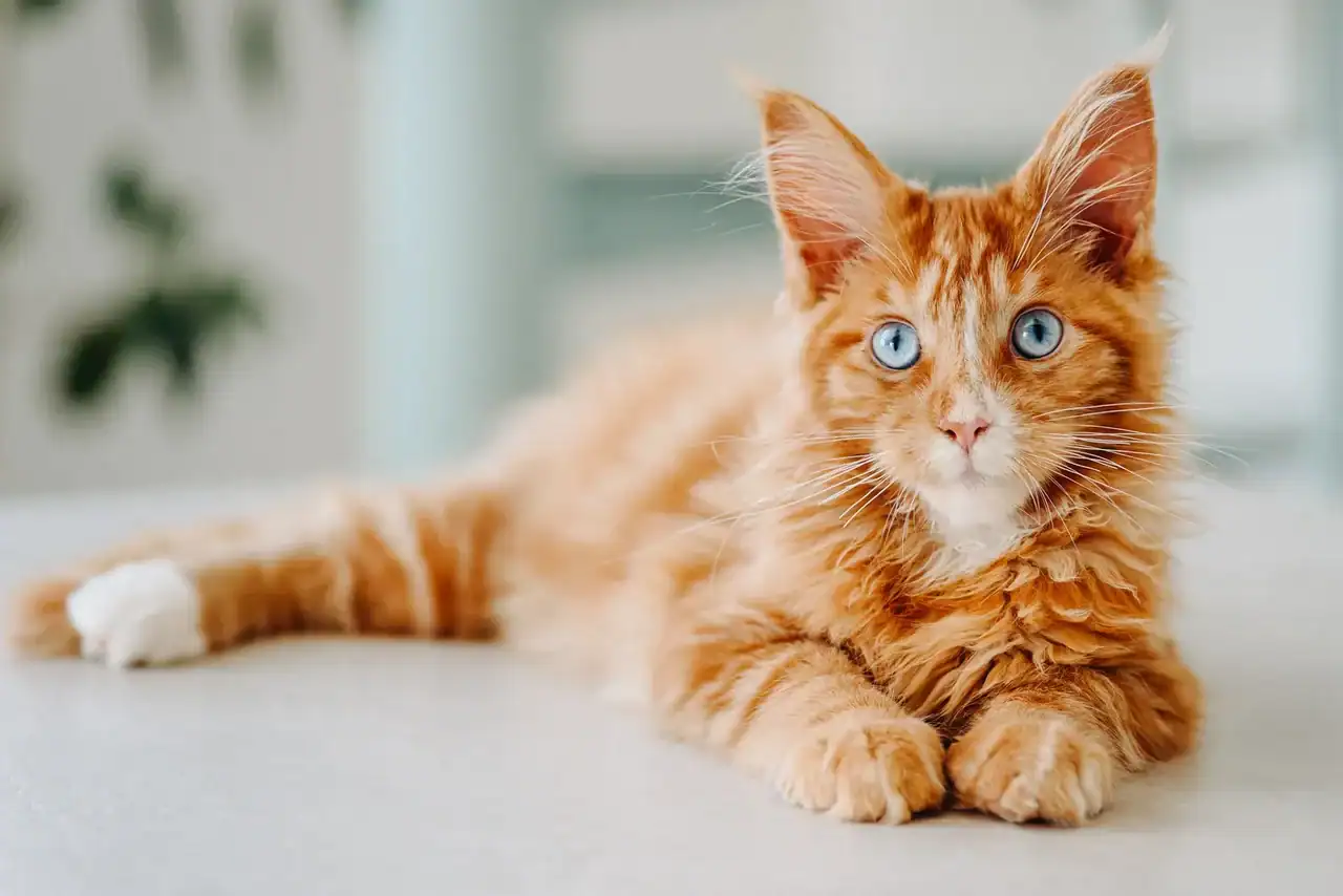 Ginger Maine Coon kitten with bright blue eyes lying on the floor, representing Maine Coon cats for sale on PetClassifieds.com