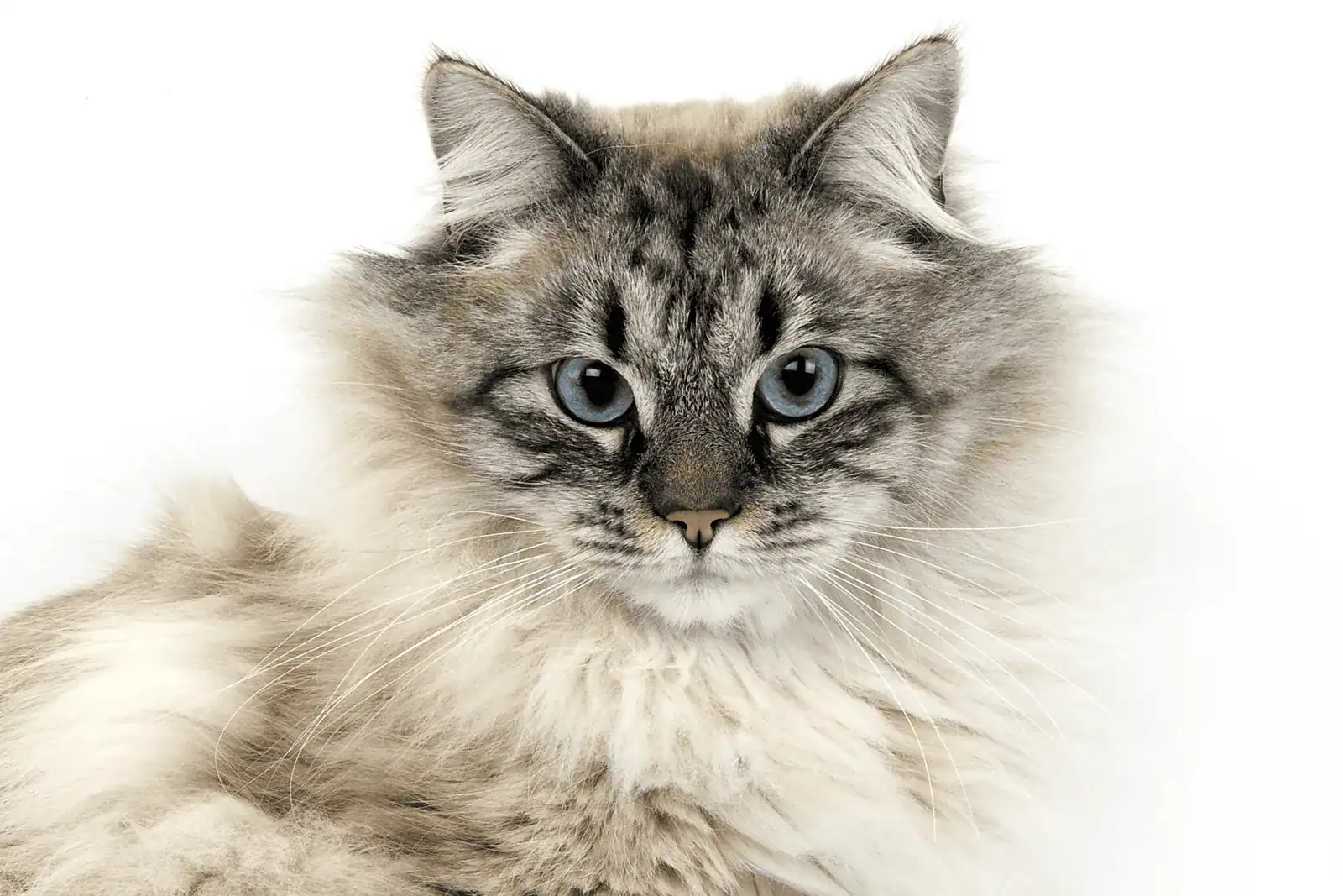A fluffy Siberian cat, which is a top-tier hypoallergenic cat breed that produces less Fel d 1.