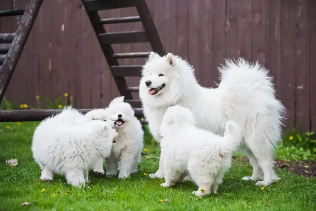 Reputable Dog Breeder: Mother Samoyed with Puppies in a Safe Home Environment