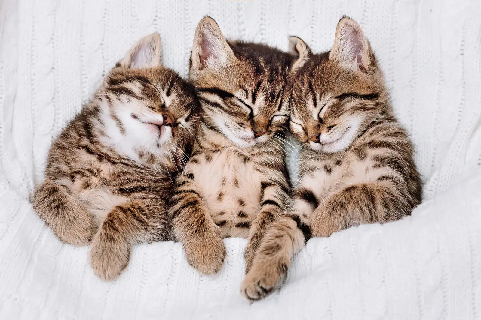 Three adorable sleeping tabby kittens, representing kittens for adoption available