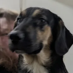 Mix breed male pup (tubs)