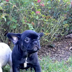 Black brindle Male pup