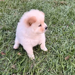 Female chow chow