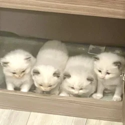 Rag Doll Kittens for sale