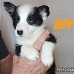 Ckc American Corgis