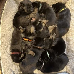 Christmas German Shepherd Puppies