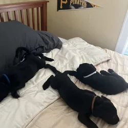 Mastador Puppies For Sale