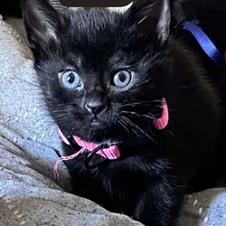 Cat and kittens need rehoming can be sold sep.