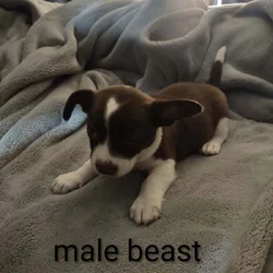 Chiweenie mix puppies for sale