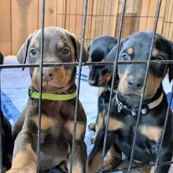 Doberman champion line