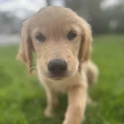 Golden retriever puppy