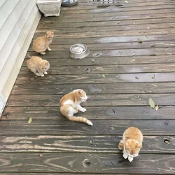 Kittens need a home