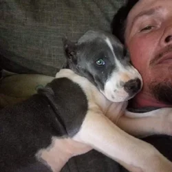 American Pitbull terrier w papers