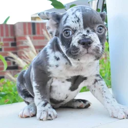 Blue Merle - female pup