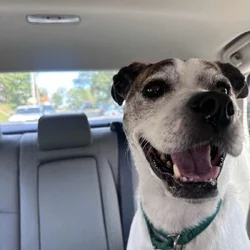 Looking for new home for sweet pit mix, Nelson