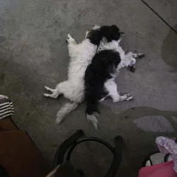 Rehoming Sisters