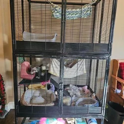 2 sweet male sibling ferrets for rehoming