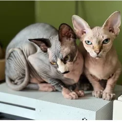 Sphynx Kittens; Cincinnati OH