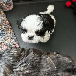 Purebred Shih Tzu