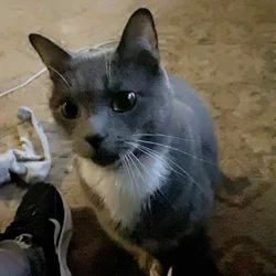 Grey and white cat - Buddha