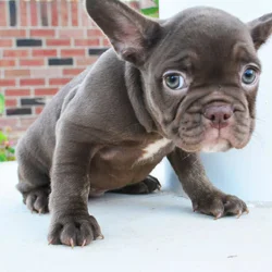 AKC Choc Rojo Frenchie