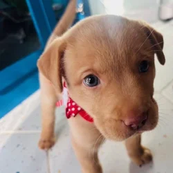 Rehoming Female Puppy