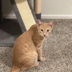 Two Beautiful Cats Need a Loving Home