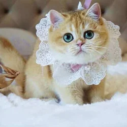 Black Golden Shell (ny12) British Shorthair Girl —