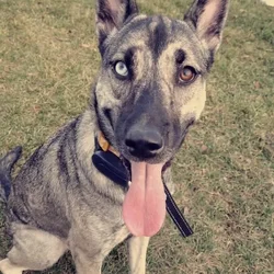 Rehoming Willow