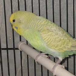 (Unavailable) Sunshine Clear wing pastel budgie ☀️