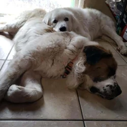 Saint Bernard/ Great Pyrenees puppies for sale.