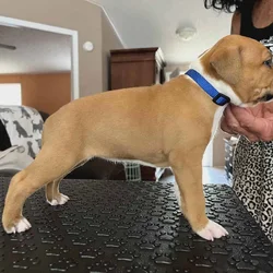 American Staffordshire Terrier Puppies for Sale