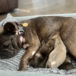 French Bulldog Puppies