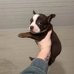 bully puppies ready NOW!!