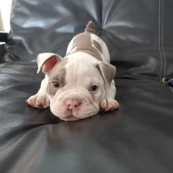 Rare Color Pocket Bullies – Piebald, Tan Points, B