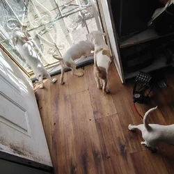Rehoming-pitbull puppies